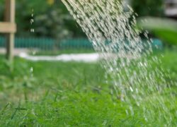 Farmer watering dill green herbs in outdoor garden. Concept of healthy eating homegrown greenery vegetables. Seasonal countryside cottage core life. Farm produce